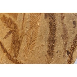 Metasequoia - Eocene - Colombie-Britanique - Canada