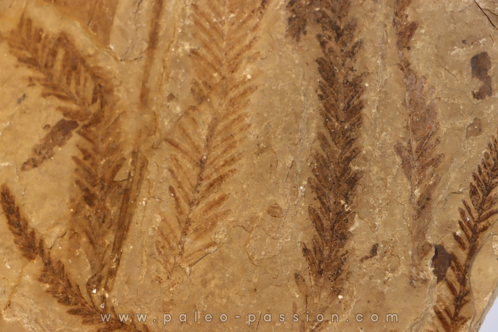 Metasequoia - Eocene - British Colombia - Canada