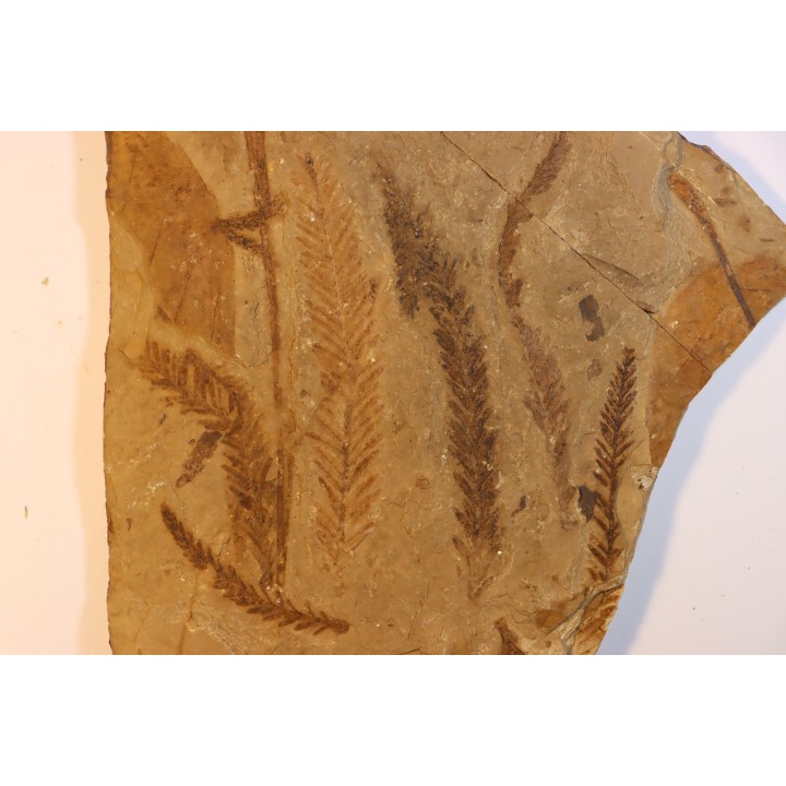 Metasequoia - Eocene - Colombie-Britanique - Canada