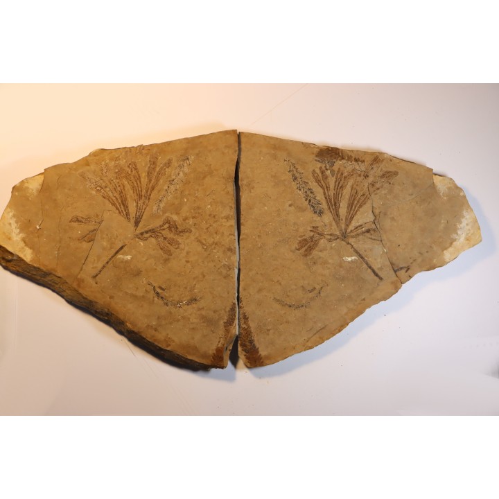 Ginkgo dissecta - Eocène - Colombie-Britanique - Canada