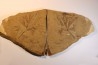 Ginkgo dissecta - Eocene - British Colombia - Canada