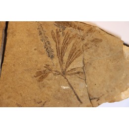 Ginkgo dissecta - Eocene - British Colombia - Canada
