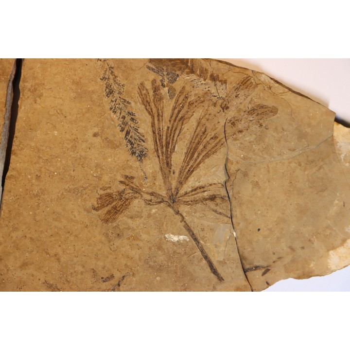 Ginkgo dissecta - Eocène - Colombie-Britanique - Canada