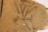 Ginkgo dissecta - Eocène - Colombie-Britanique - Canada