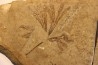 Ginkgo dissecta - Eocene - British Colombia - Canada