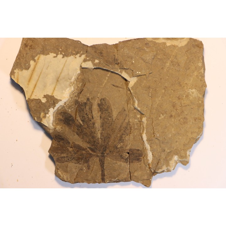 Ginkgo dissecta - Eocene - British Colombia - Canada