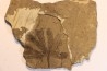 Ginkgo dissecta - Eocène - Colombie-Britanique - Canada