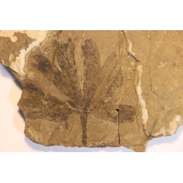 Ginkgo dissecta - Eocene - British Colombia - Canada