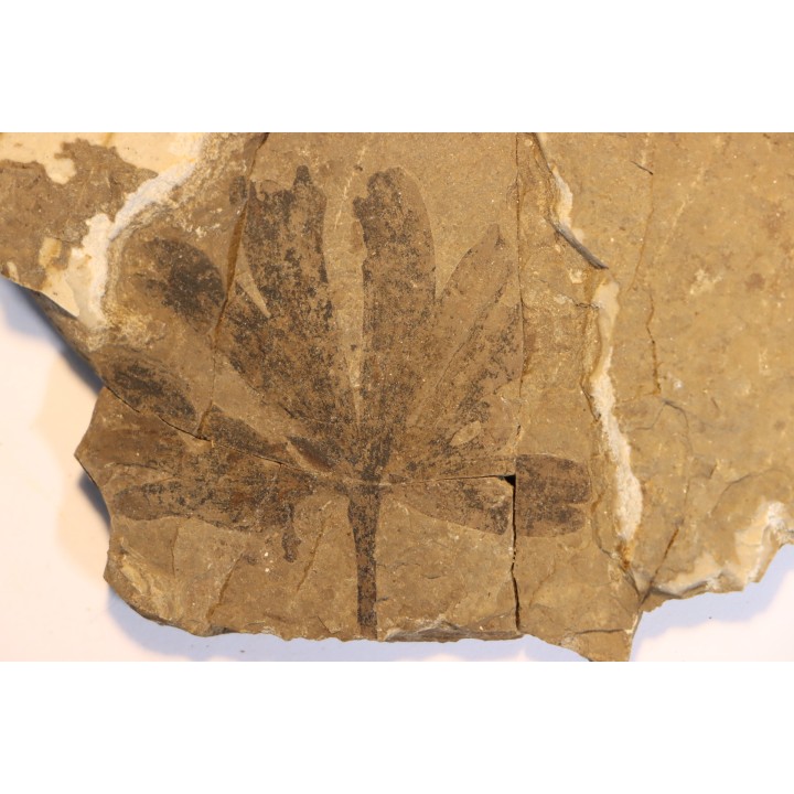 Ginkgo dissecta - Eocene - British Colombia - Canada