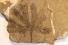 Ginkgo dissecta - Eocène - Colombie-Britanique - Canada