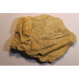 Tripteroceras,  Proteoceras,  Beloitoceras, - Middle ordovocien  Grand Detour  formation  Rock Co., Wisconsin, USA