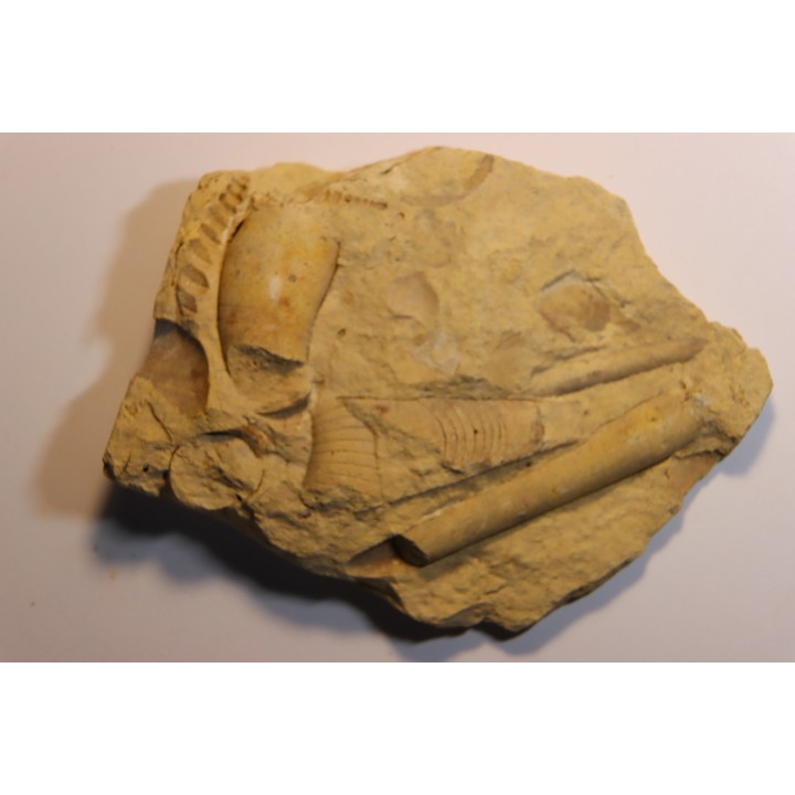 Tripteroceras,  Proteoceras,  Beloitoceras, - Middle ordovocien  Grand Detour  formation  Rock Co., Wisconsin, USA