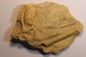 Tripteroceras, Proteoceras, Beloitoceras, - Middle ordovocien Grand Detour formation Rock Co., Wisconsin, USA