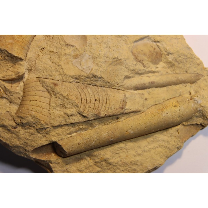 Tripteroceras,  Proteoceras,  Beloitoceras, - Middle ordovocien  Grand Detour  formation  Rock Co., Wisconsin, USA