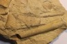 Tripteroceras, Proteoceras, Beloitoceras, - Middle ordovocien Grand Detour formation Rock Co., Wisconsin, USA
