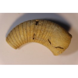 Manitoulinoceras neleum  Middle ordovicien  Grand Detour  formation  Rock Co., Wisconsin, USA