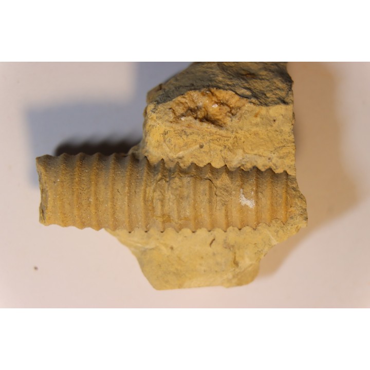Anaspyroceras lesueuri Middle ordovicien  Grand Detour  formation  Rock Co., Wisconsin, USA