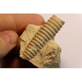 Anaspyroceras lesueuri Middle ordovicien  Grand Detour  formation  Rock Co., Wisconsin, USA