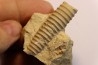 Anaspyroceras lesueuri Middle ordovicien  Grand Detour  formation  Rock Co., Wisconsin, USA