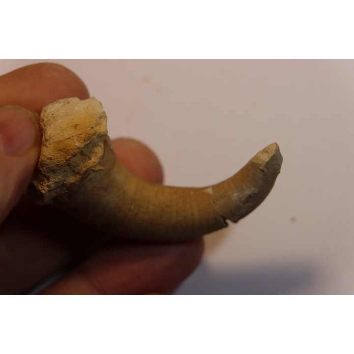 Richardsonoceras simplex  Middle ordovicien  Grand Detour  formation  Rock Co., Wisconsin, USA
