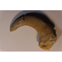 Richardsonoceras simplex  Middle ordovicien  Grand Detour  formation  Rock Co., Wisconsin, USA