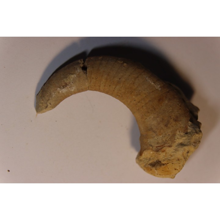 Richardsonoceras simplex  Middle ordovicien  Grand Detour  formation  Rock Co., Wisconsin, USA
