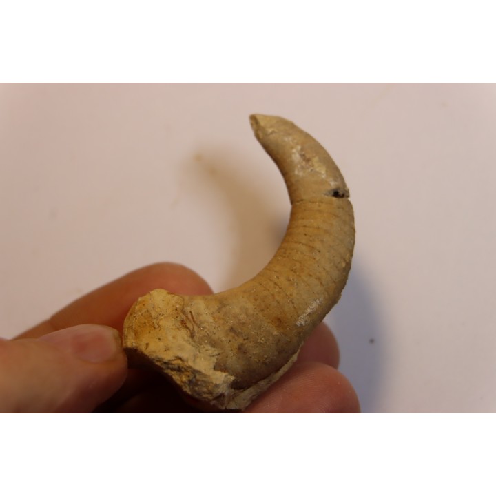 Richardsonoceras simplex  Middle ordovicien  Grand Detour  formation  Rock Co., Wisconsin, USA