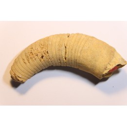 Richardsonoceras beloitense  Middle ordovicien  Grand Detour  formation  Rock Co., Wisconsin, USA
