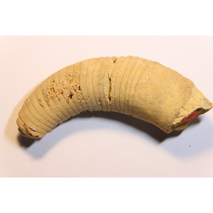 Richardsonoceras beloitense  Middle ordovicien  Grand Detour  formation  Rock Co., Wisconsin, USA