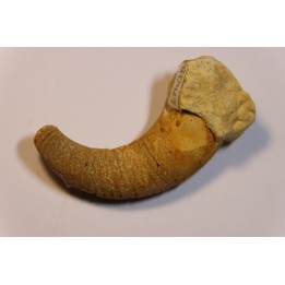 Beloitoceras plebeium  Middle ordovicien  Grand Detour  formation  Rock Co., Wisconsin, USA