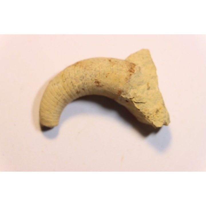 Zittelloceras beloitense  Middle ordovicien  Grand Detour  formation  Rock Co., Wisconsin, USA
