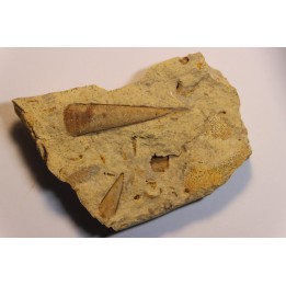 Hyolithes baconi  Middle ordovicien  Grand Detour  formation  Rock Co., Wisconsin, USA