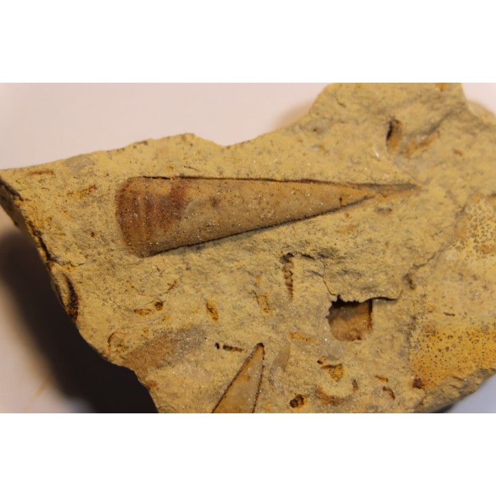 Hyolithes baconi  Middle ordovicien  Grand Detour  formation  Rock Co., Wisconsin, USA
