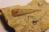 Hyolithes baconi  Middle ordovicien  Grand Detour  formation  Rock Co., Wisconsin, USA