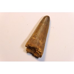 dent de dinosaure SPINOSAURUS AEGYPTIACUS
