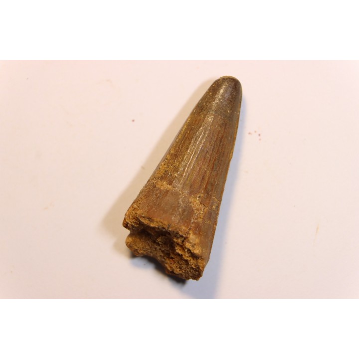 SPINOSAURUS AEGYPTIACUS