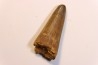 dent de dinosaure SPINOSAURUS AEGYPTIACUS
