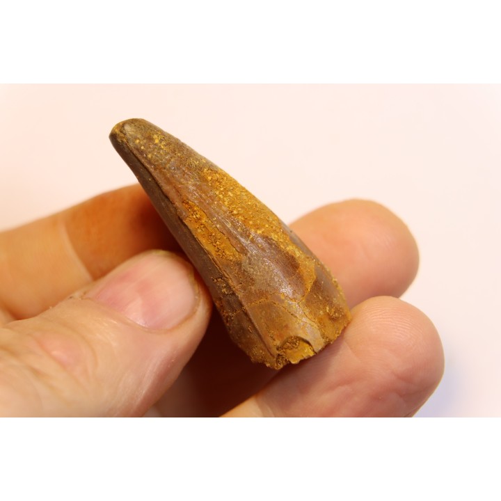 dent de dinosaure SPINOSAURUS AEGYPTIACUS