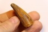 dent de dinosaure SPINOSAURUS AEGYPTIACUS