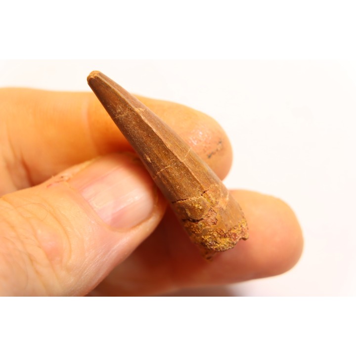 SPINOSAURUS AEGYPTIACUS