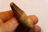 dent de dinosaure SPINOSAURUS AEGYPTIACUS