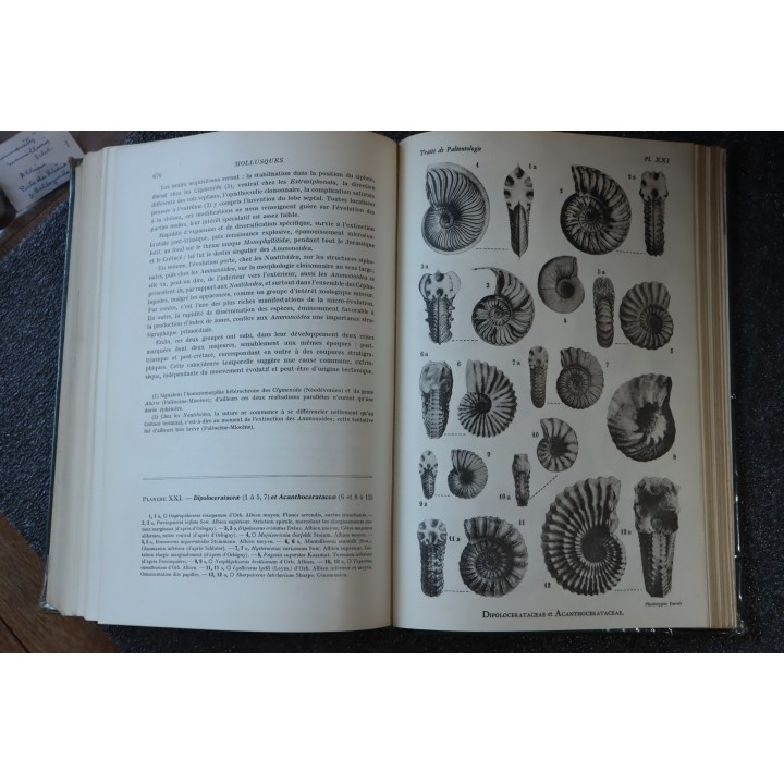 PIVETEAU - TRAITE DE PALEONTOLOGIE - TOME II: BRACHIOPODES, CHETOGNATHES, ANNELIDES, GEPHYRIENS, MOLLUSQUES