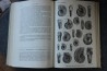 PIVETEAU - TRAITE DE PALEONTOLOGIE - TOME II: BRACHIOPODES, CHETOGNATHES, ANNELIDES, GEPHYRIENS, MOLLUSQUES