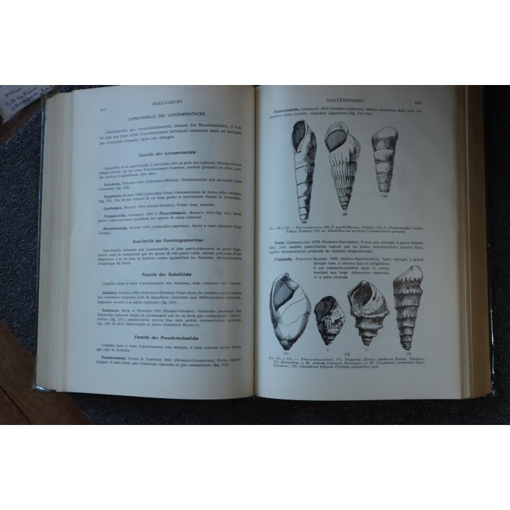 PIVETEAU - TRAITE DE PALEONTOLOGIE - TOME II: BRACHIOPODES, CHETOGNATHES, ANNELIDES, GEPHYRIENS, MOLLUSQUES