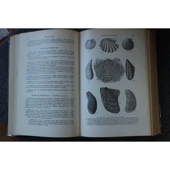 PIVETEAU - TRAITE DE PALEONTOLOGIE - TOME II: BRACHIOPODES, CHETOGNATHES, ANNELIDES, GEPHYRIENS, MOLLUSQUES