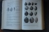 PIVETEAU - TRAITE DE PALEONTOLOGIE - TOME II: BRACHIOPODES, CHETOGNATHES, ANNELIDES, GEPHYRIENS, MOLLUSQUES