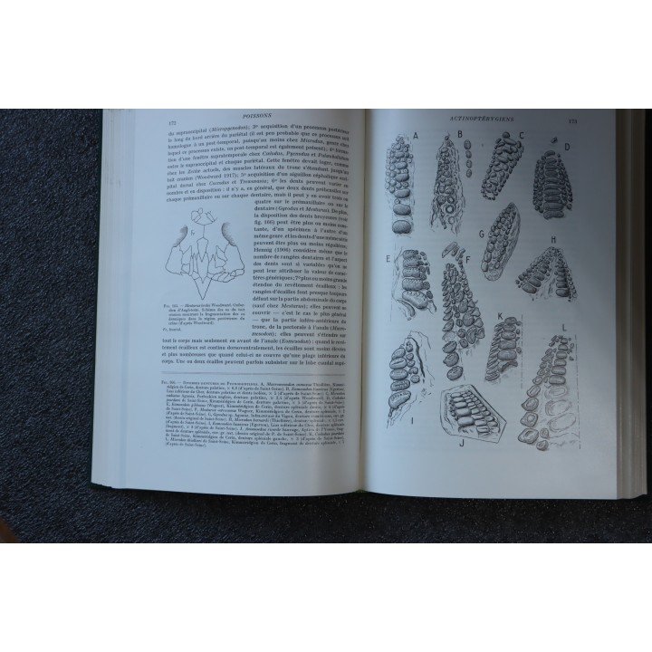 PIVETEAU: TRAITE DE PALEONTOLOGIE - TOME IV volume 3  ACTINOPTERYGIENS, CROSSOPTERYGIENS, DIPNEUSTES