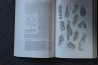 PIVETEAU: TRAITE DE PALEONTOLOGIE - TOME IV volume 3 ACTINOPTERYGIENS, CROSSOPTERYGIENS, DIPNEUSTES