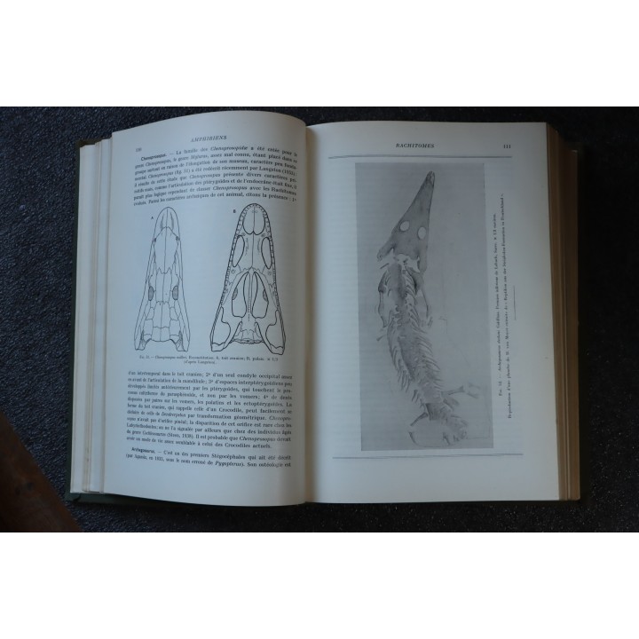PIVETEAU: TRAITE DE PALEONTOLOGIE - TOME V: AMPHIBIENS, REPTILES, OISEAUX