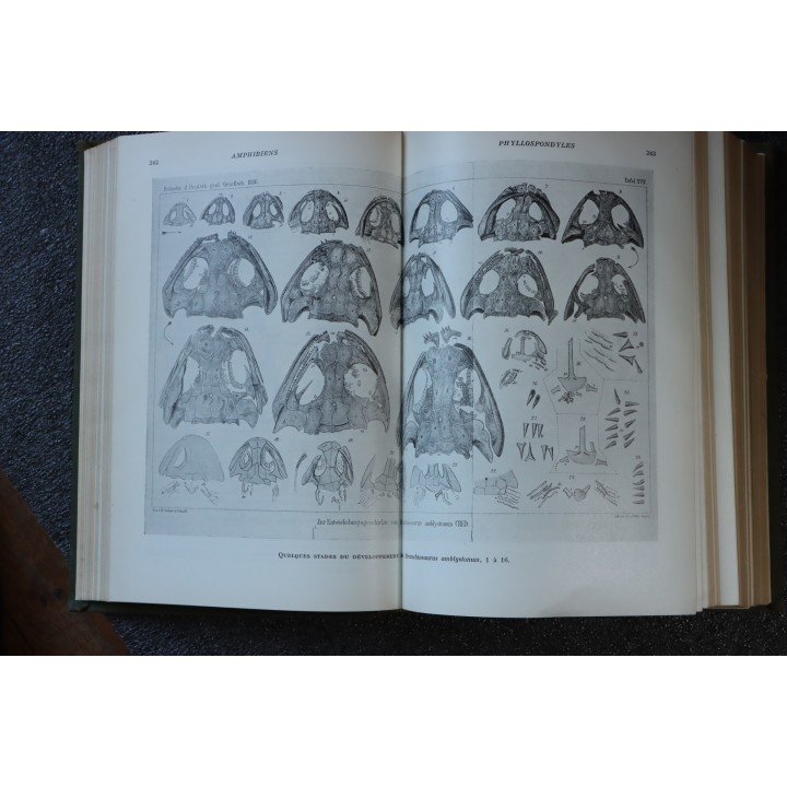PIVETEAU: TRAITE DE PALEONTOLOGIE - TOME V: AMPHIBIENS, REPTILES, OISEAUX